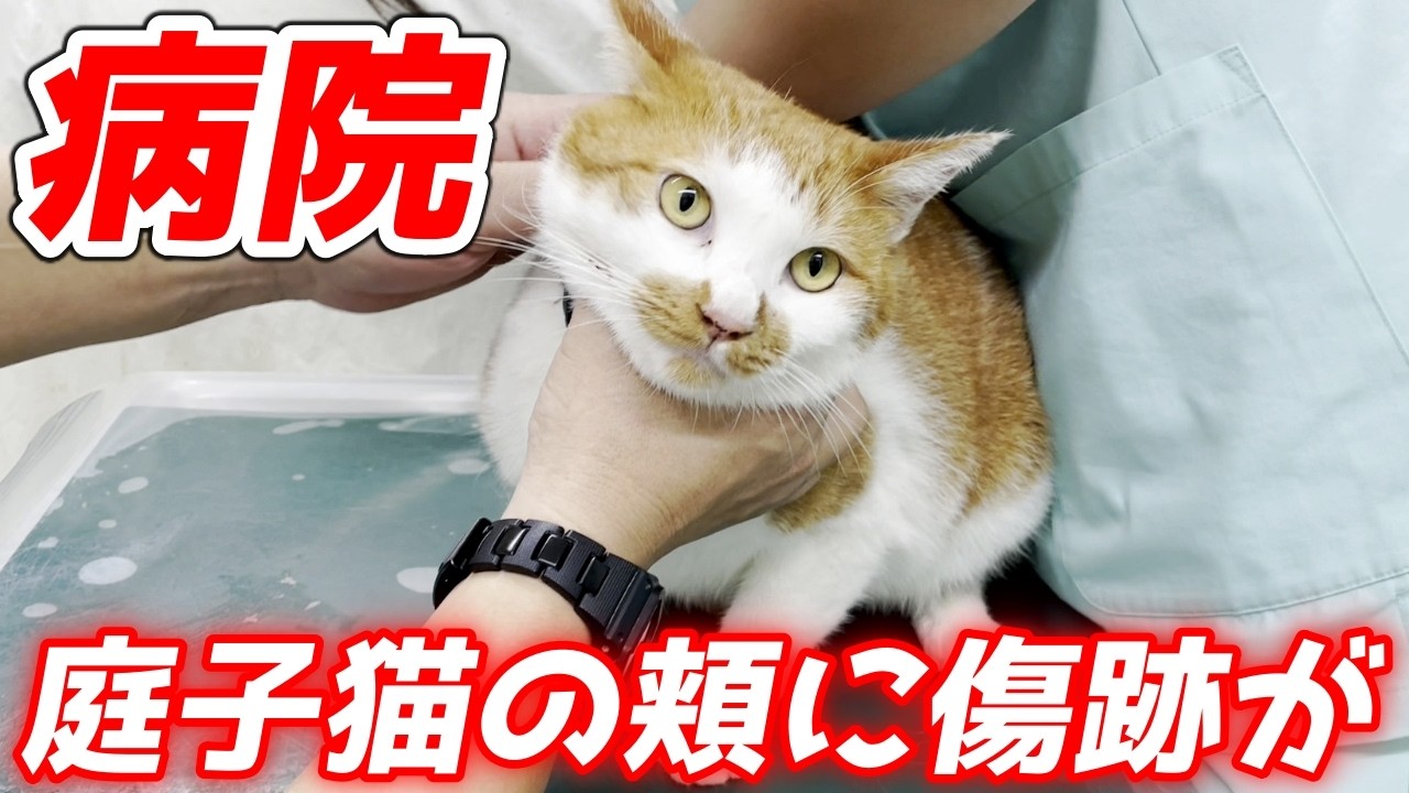 【病院】顔に傷を負った病院嫌いな庭子猫を獣医さんに診察してもらいました！[三毛母猫の子猫]