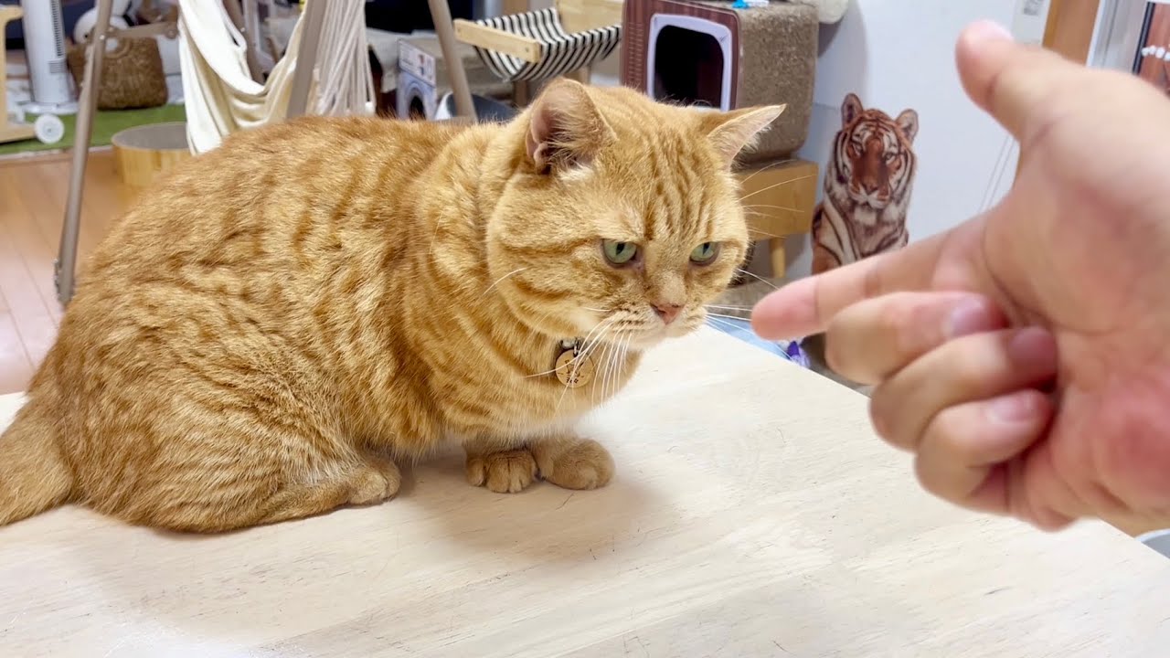 不機嫌な茶々くんを撃ってみた結果...