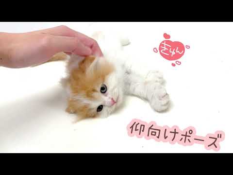 【スコティッシュフォールド】甘々な折れ耳スコちゃん！癒されること間違いなし！