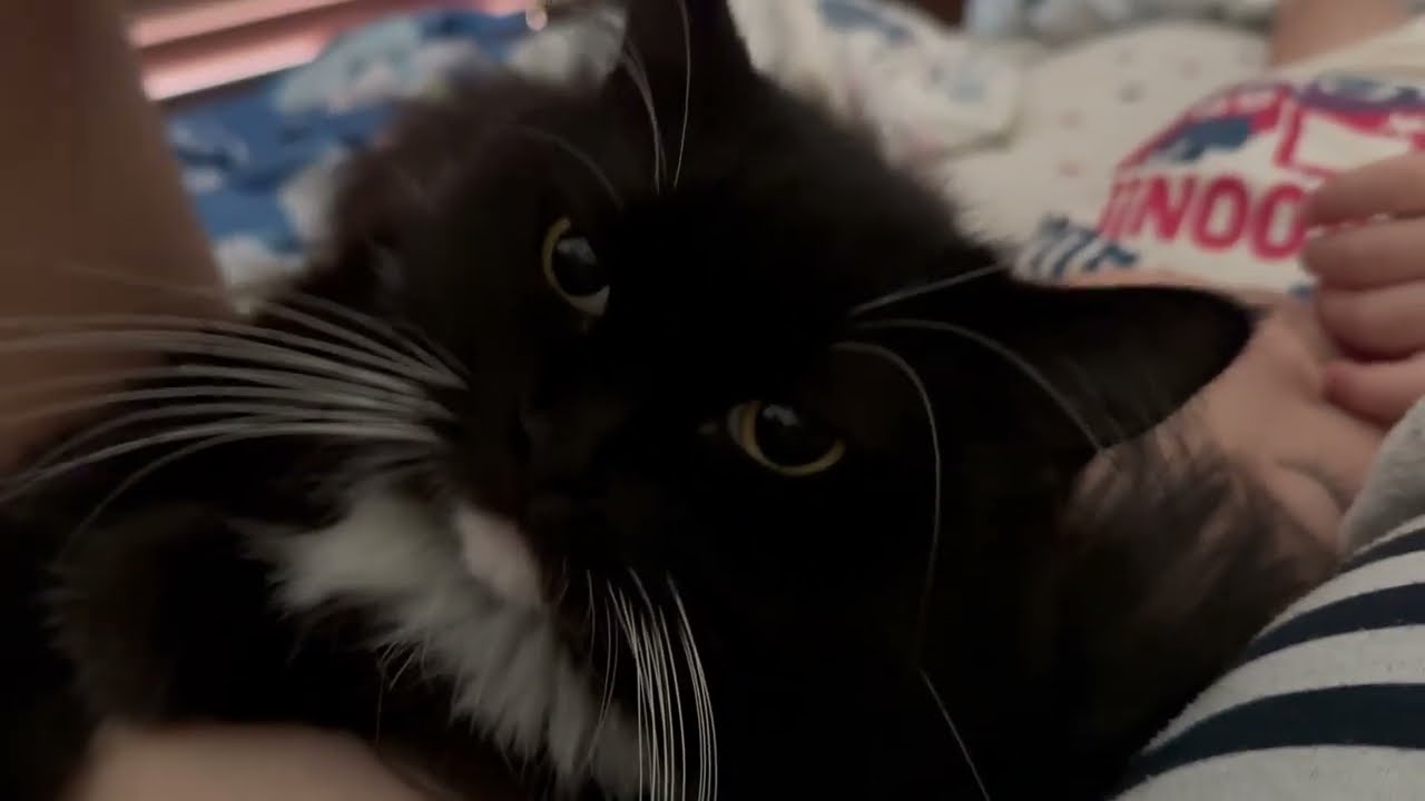 撫でられる猫　ラガマフィンA cat being petted. Ragamuffin.