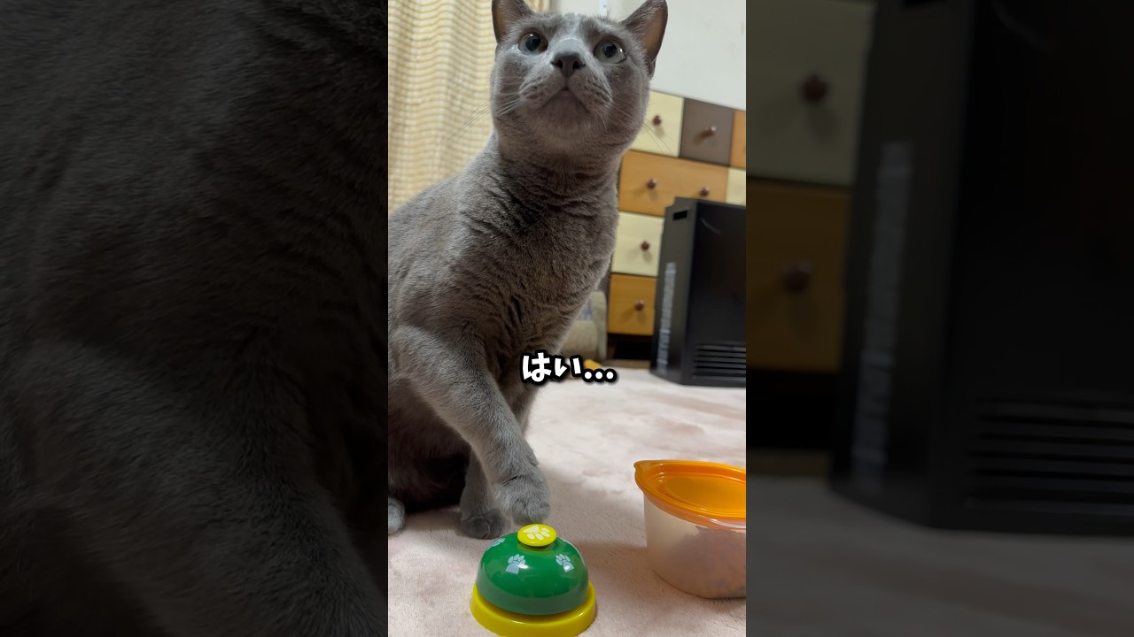 【ロシアンブルー】今朝のめろん...久しぶりにやられました😱【猫】#shorts