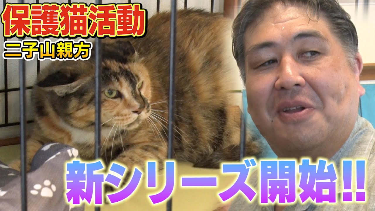 【元野良猫】二子山親方の新シリーズ開始！保護猫みーちゃんがやってきました