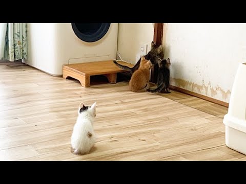 待っている子猫たちが可愛すぎた