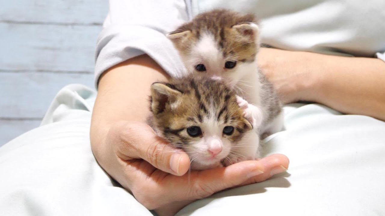 子猫がたどたどしい毛繕いをしているのがかわいかった【赤ちゃん猫　保護猫】
