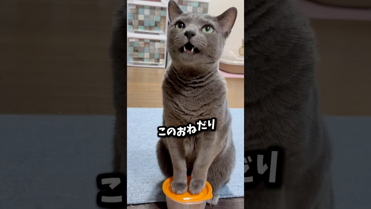 【ロシアンブルー】めろん〜新しい週の始まり🤗今週も元気に過ごせますように🥰【猫】#shorts