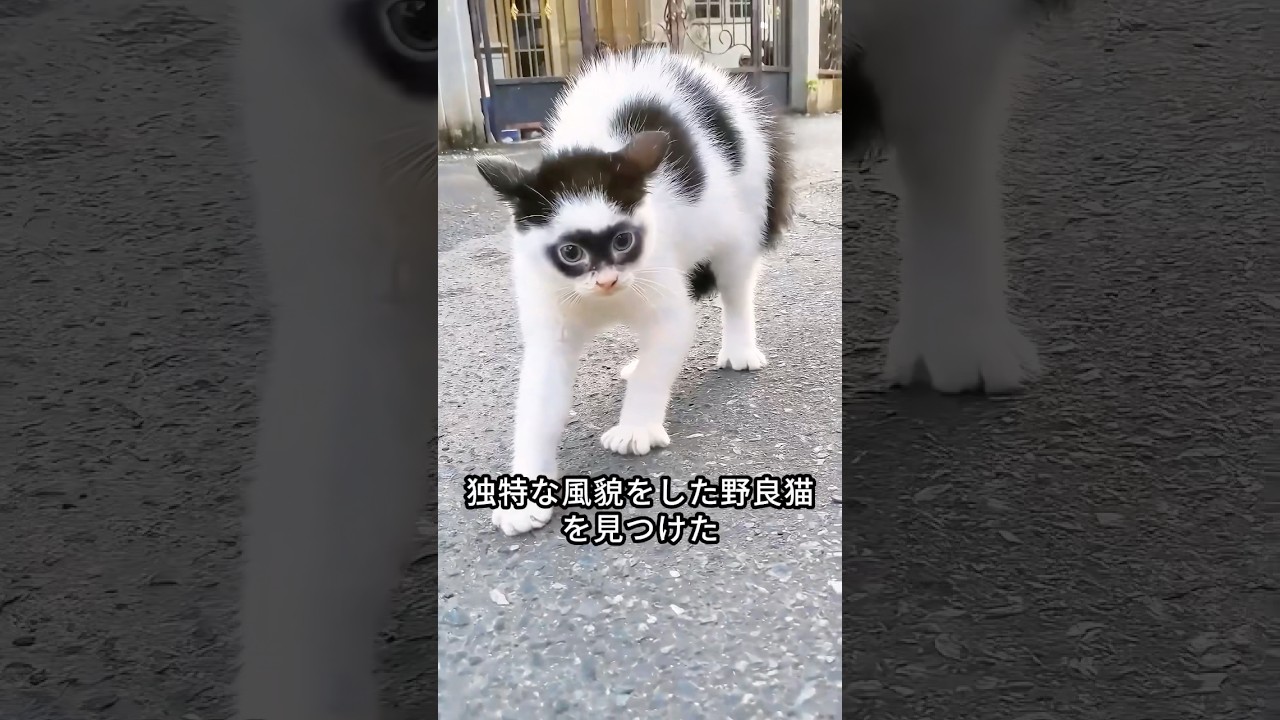 覆面ヒーロー「ゾロ」に似ている猫がネット上で話題に