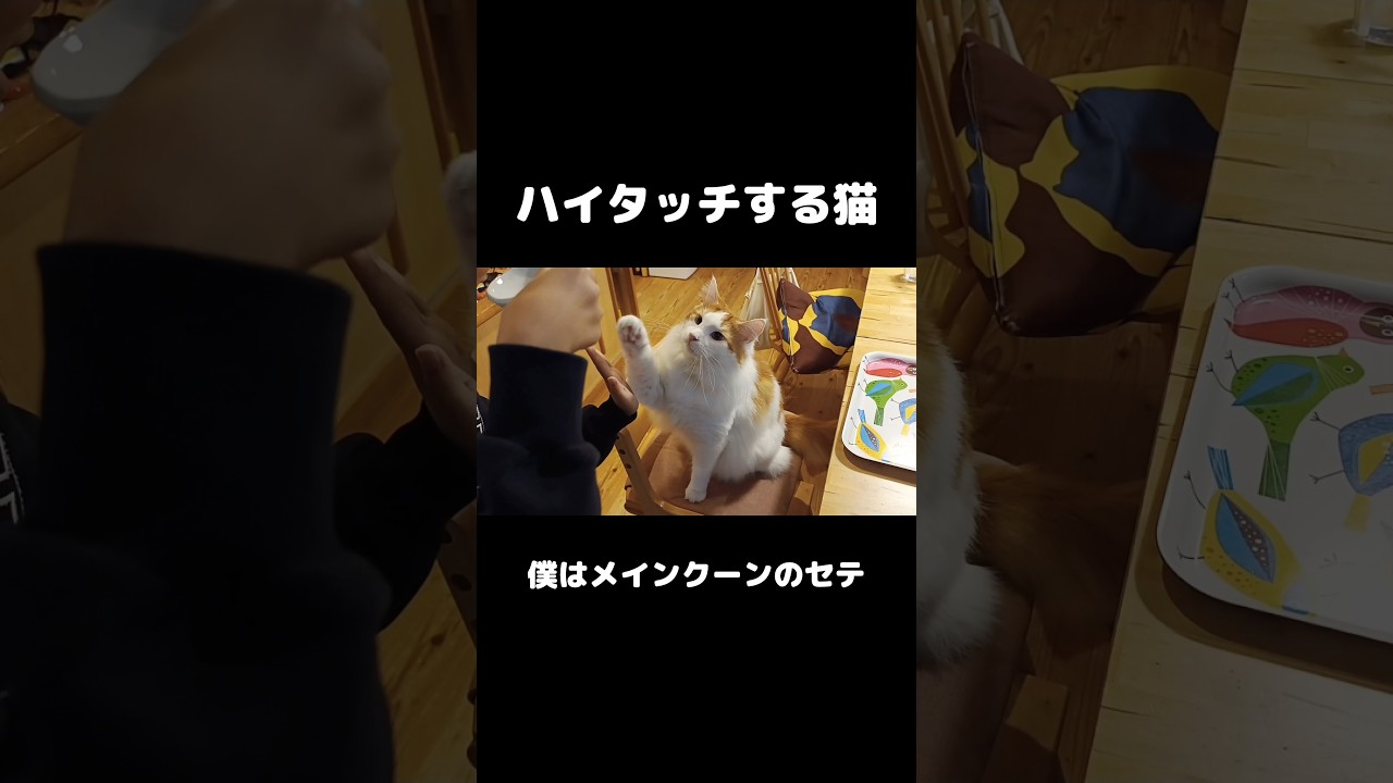 ハイタッチする猫 #猫 #ねこ #猫のいる暮らし #メインクーン #mainecoon #cat