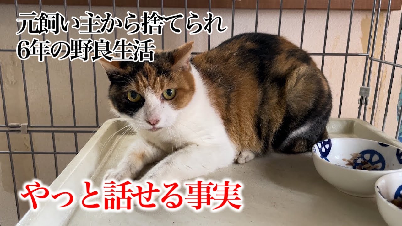 【元飼い主が引越しの時にアパート外に置き去り猫】約6年かけて保護した猫のその後