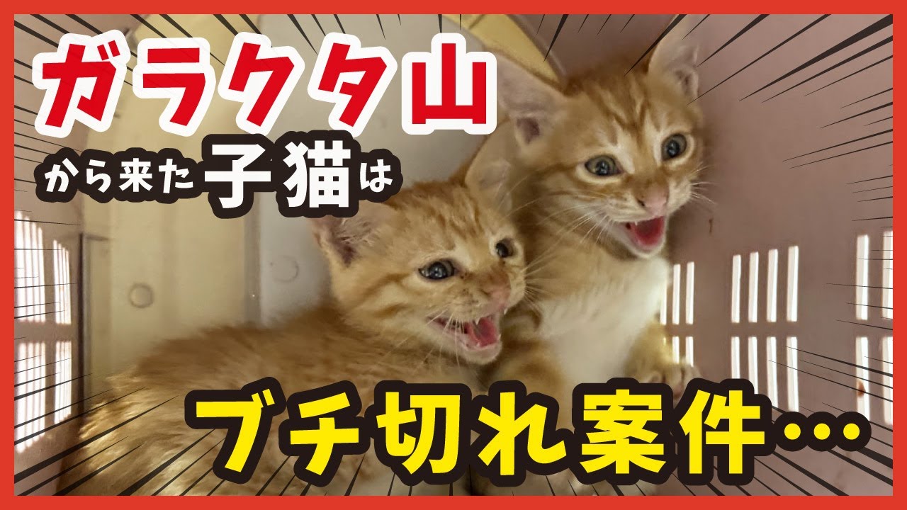 【ガラクタ山で子猫レスキュー】ブチ切れ子猫があなたの心をとろかす瞬間。