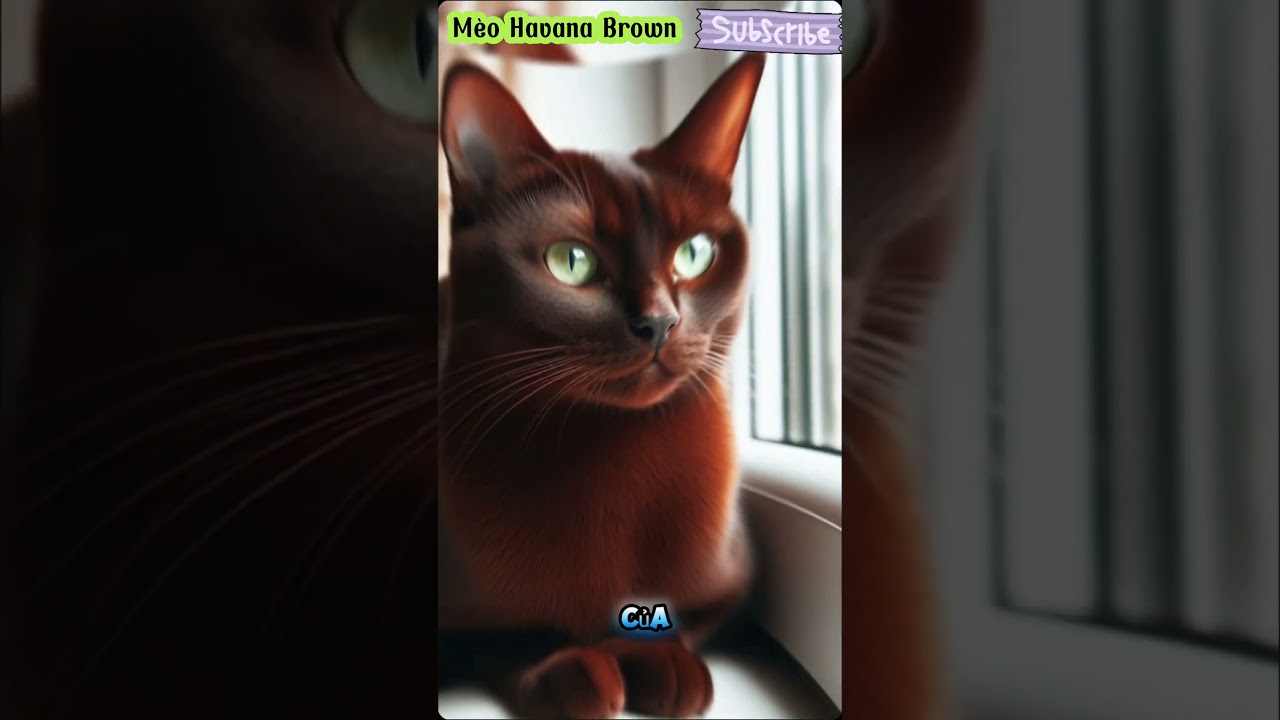 Mèo Havana Brown: Người bạn lông mượt hoàn hảo