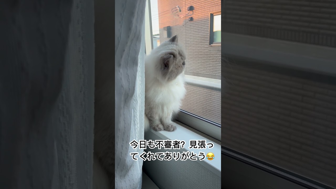 ニャルソックなヒマラヤンのマーベル🐈🐾 #shorts #猫のいる暮らし #ねこ #ニャルソック #cat