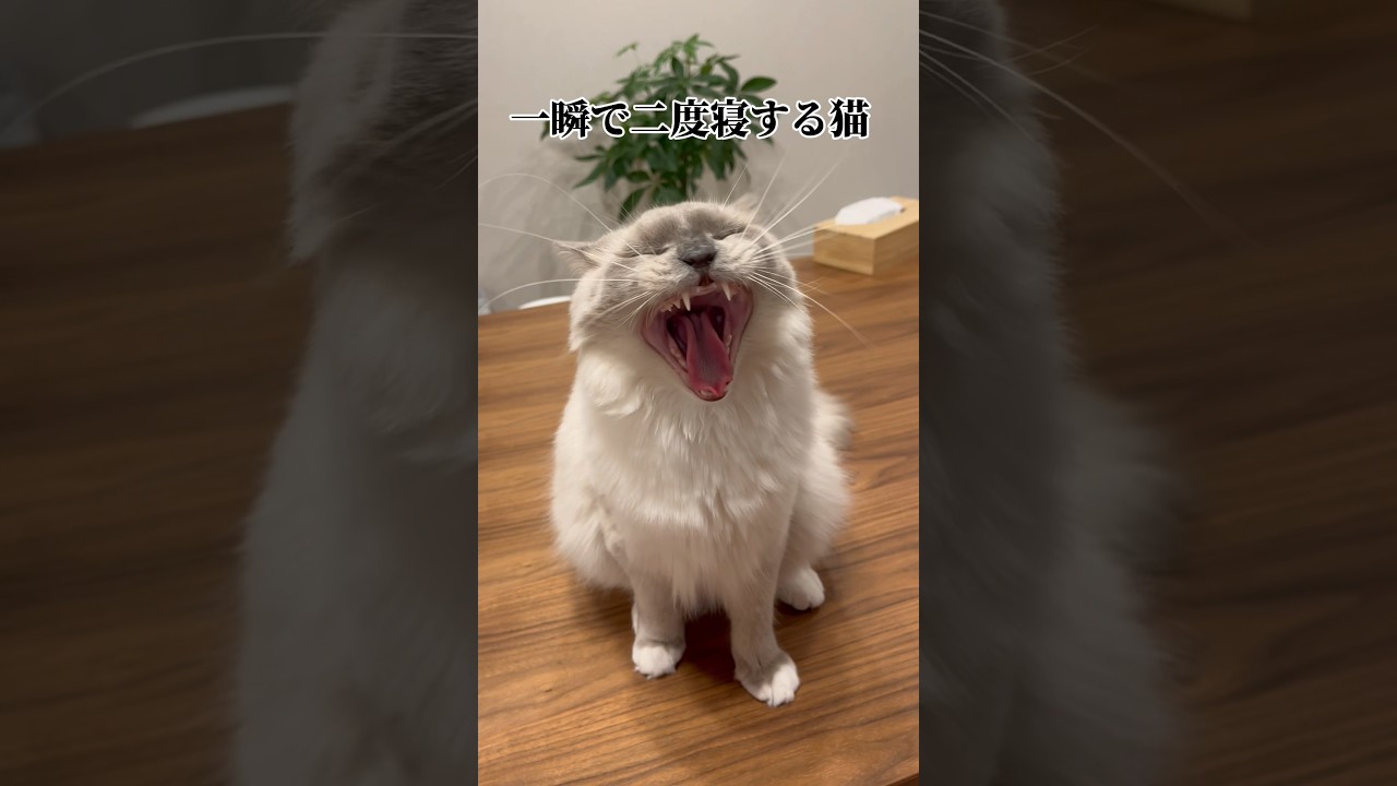 【一瞬で二度寝する猫】#ねこ #ラグドール #猫 #cat #고양이 #ragdollcat  #猫動画 #funnycats  #shorts  #おもしろ動画 #おもしろい動物 #かわいい猫