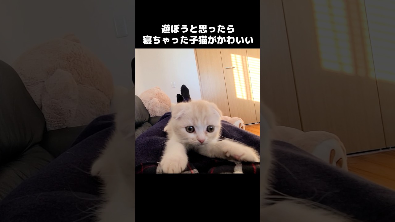 遊びに来たが忘れて寝ちゃった子猫がかわいい...#shorts