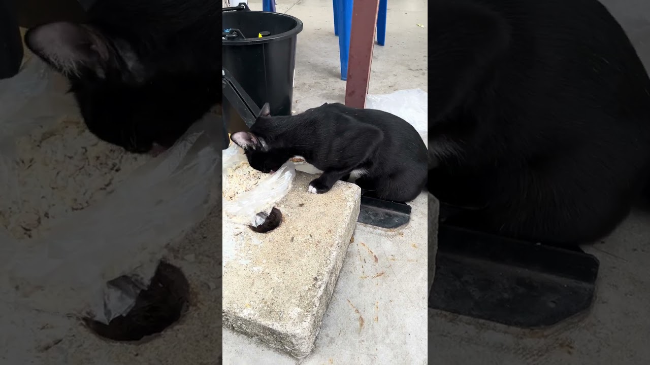 Black Cat at Bangkok Temple #travel #cat #thailand #shorts