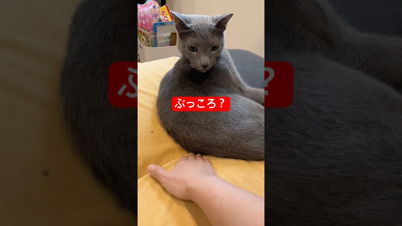 猫のここも気持ちいい#猫 #ロシアンブルー #cat #russianblue #猫のいる暮らし