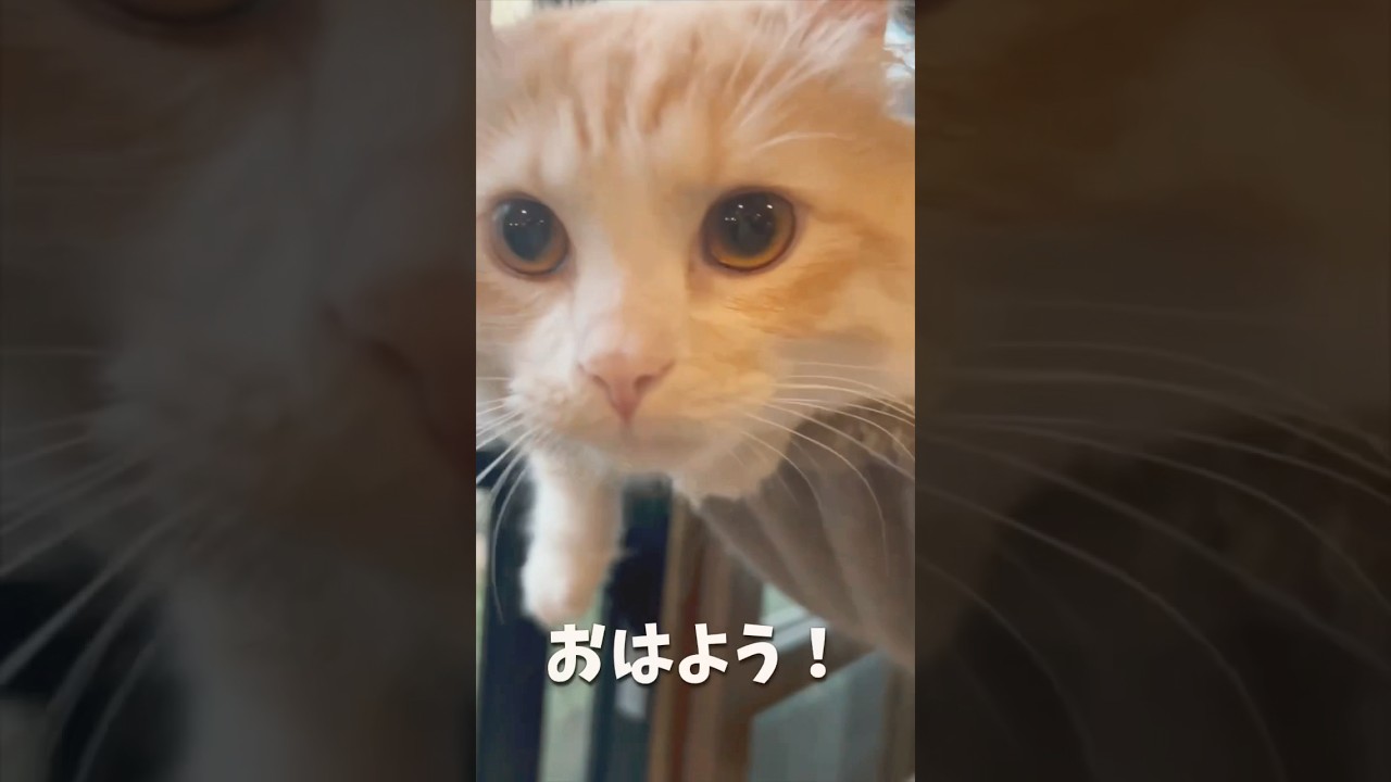 【キンカロー】毛玉の朝はこんな感じです【マンチカール】