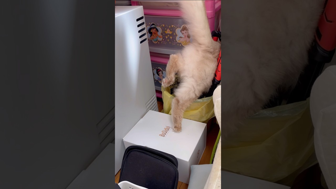 異世界への門をくぐる猫#shorts #猫#ソマリ