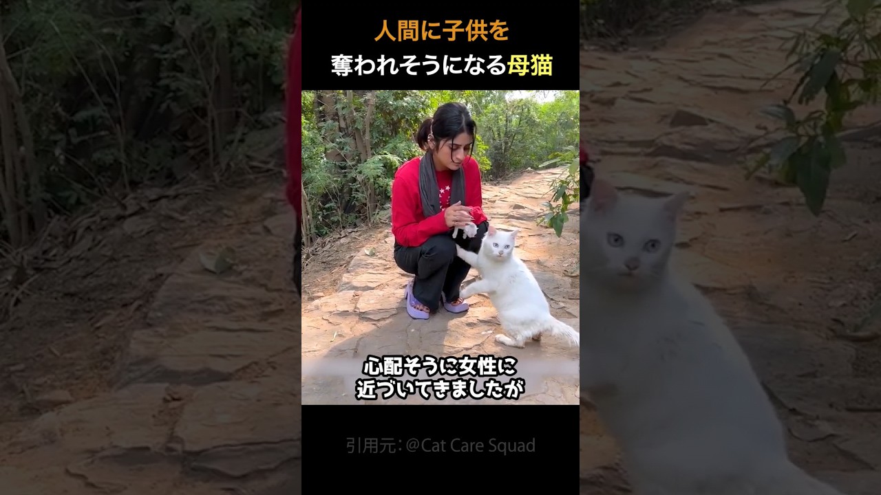 子猫を奪われると思った母猫