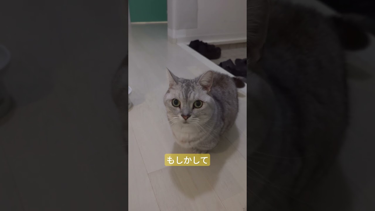 【ぽっちゃん家】知らんかった！　vol.63 #猫   #cat #animals #shorts