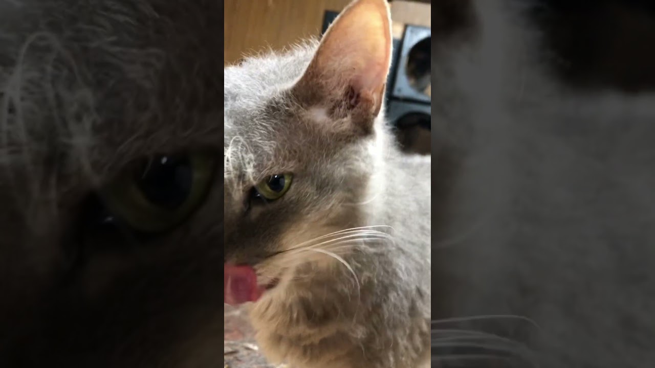 飼い主べったりのラパーマのテオフィル