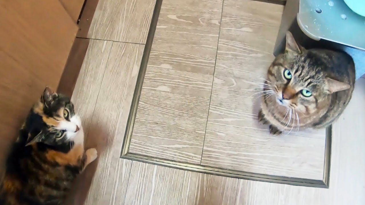 猫きさんじ　猫寿三郎を想う