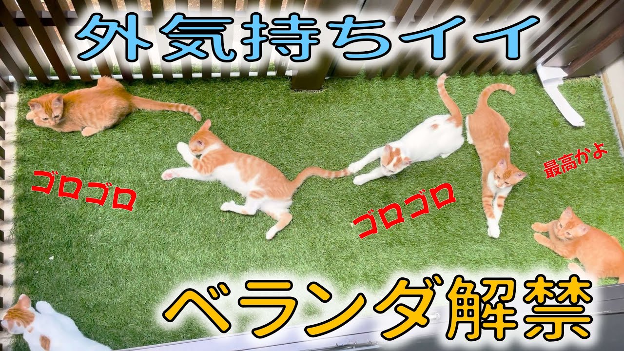 【猫専用ベランダ】初めて外の空気に触れた子猫たちの反応は…？？