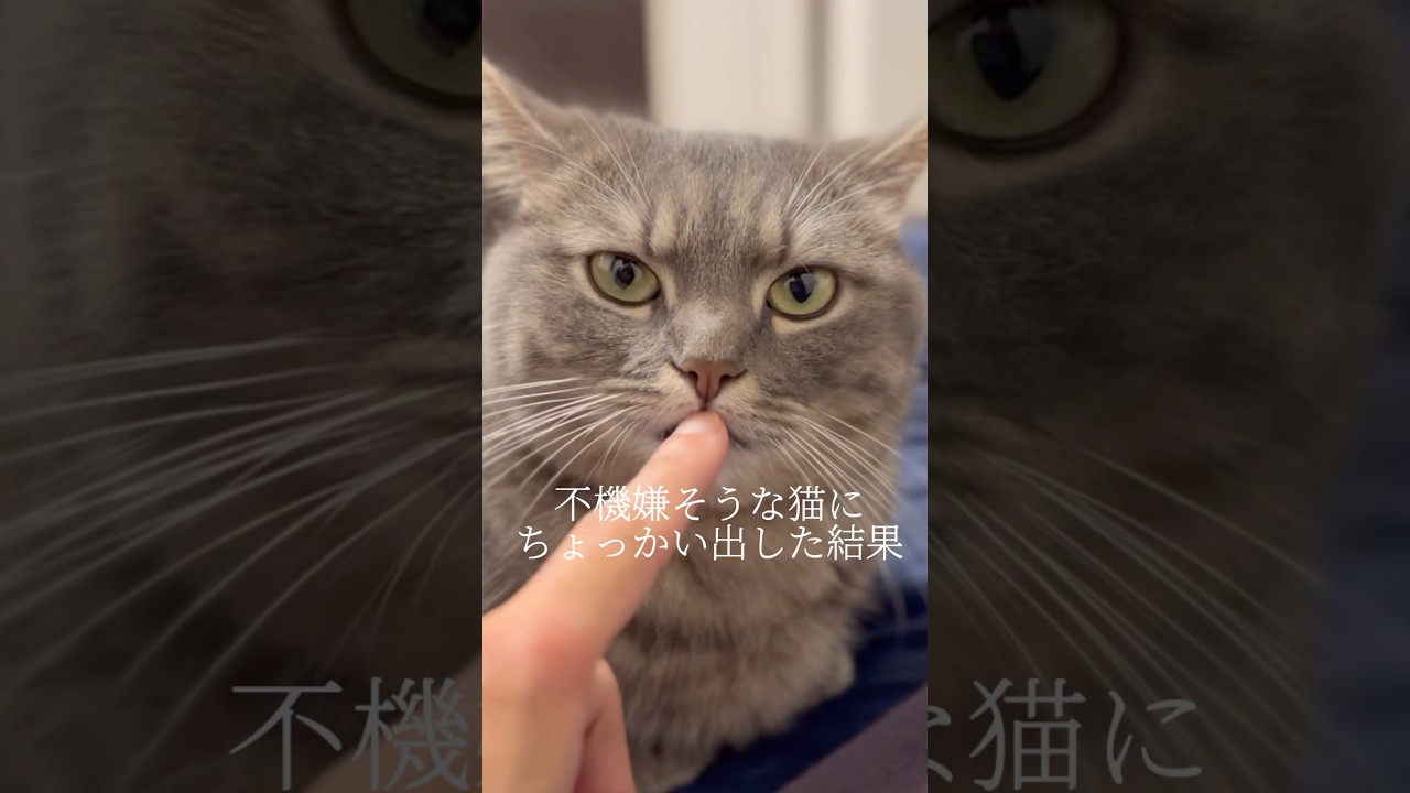 不機嫌そうな猫にちょっかい出した結果...www#shorts #猫 #マンチカン