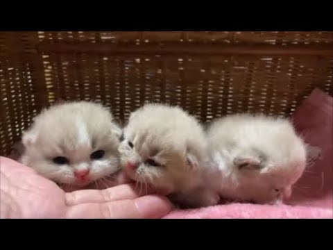 ブリティッシュショートヘアー　９月２８日生まれ