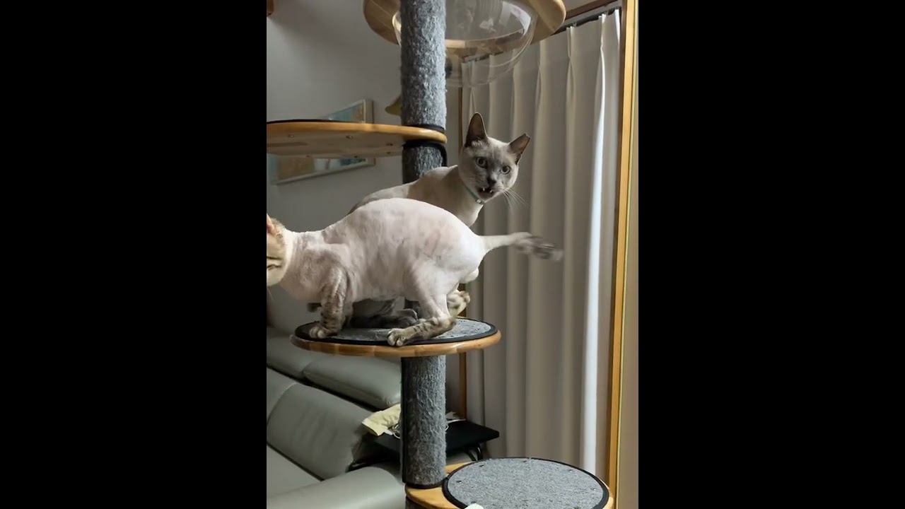 #통키니즈 #🐱 #Tonkinese #トンキニーズ猫 #トンキニーズ #世界で最も愛されている遺棄猫😻