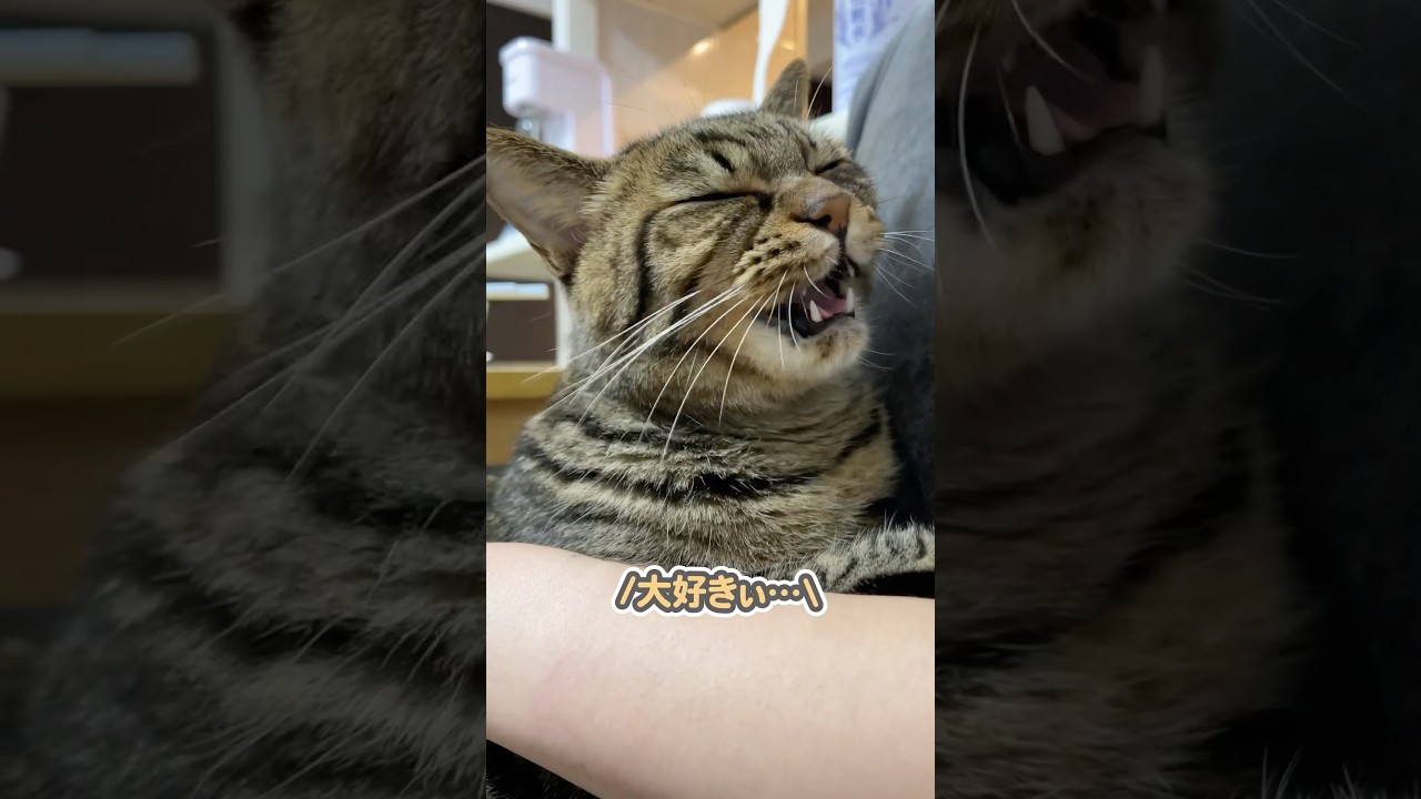 「大好きぃ…」と、ママに抱きついて甘える猫