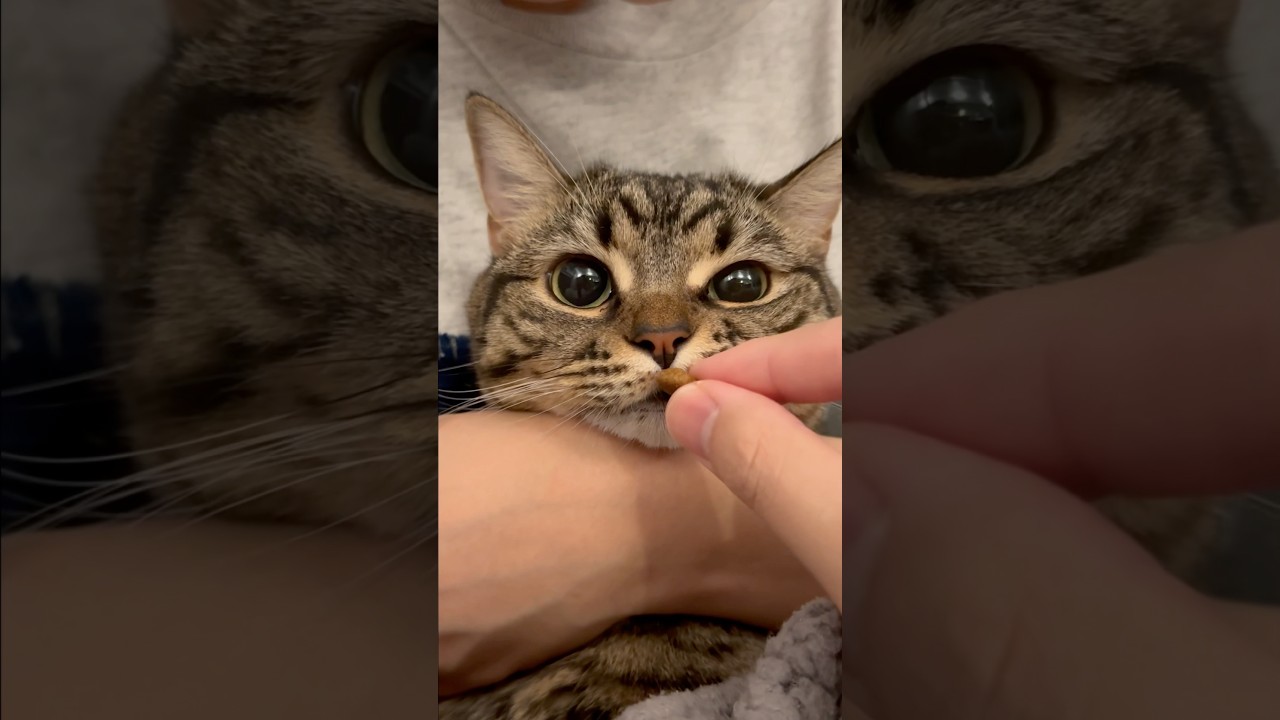 【猫動画】つめ切りで大人しい猫が可愛いwww #shorts