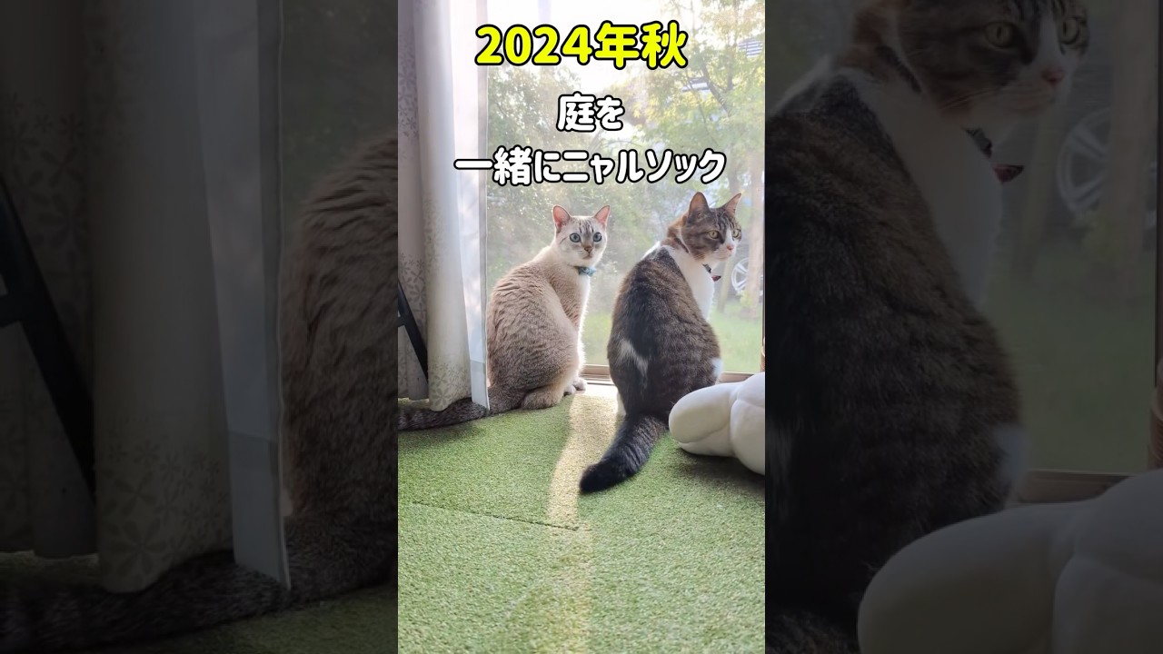 庭に現れた猫｜威嚇して猫パンチされた先住猫と仲良くなるまで　#shorts