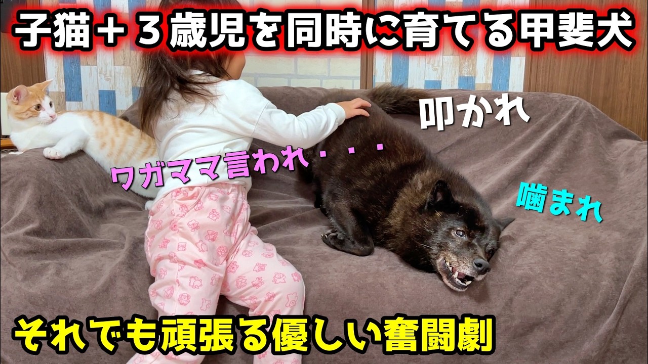 子猫と子供を同時に育てる甲斐犬の奮闘が可愛すぎました【優しい犬】
