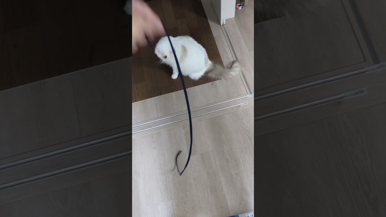 そうはならんやろ　#cat #ラグドール #猫のいる暮らし