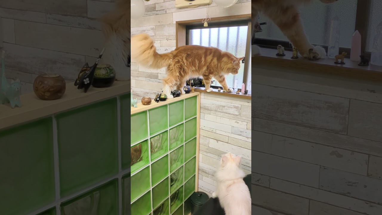 レオ君、倒せず、歩けるかな？#メインクーン #cat  #猫