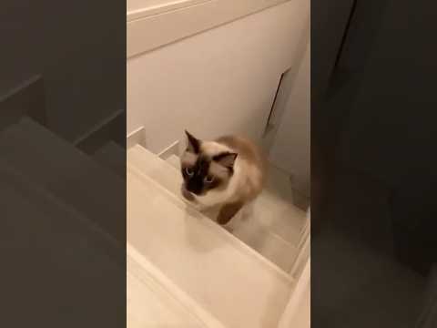 ラグドールのたぬき達が集合 #cat #ragdoll #ねこ #kitten #catlover #ragdollkittens #cute #ラグドール