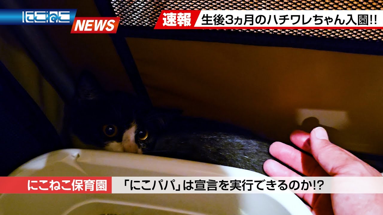 【にこねこ速報】またまた子猫がご入園しました