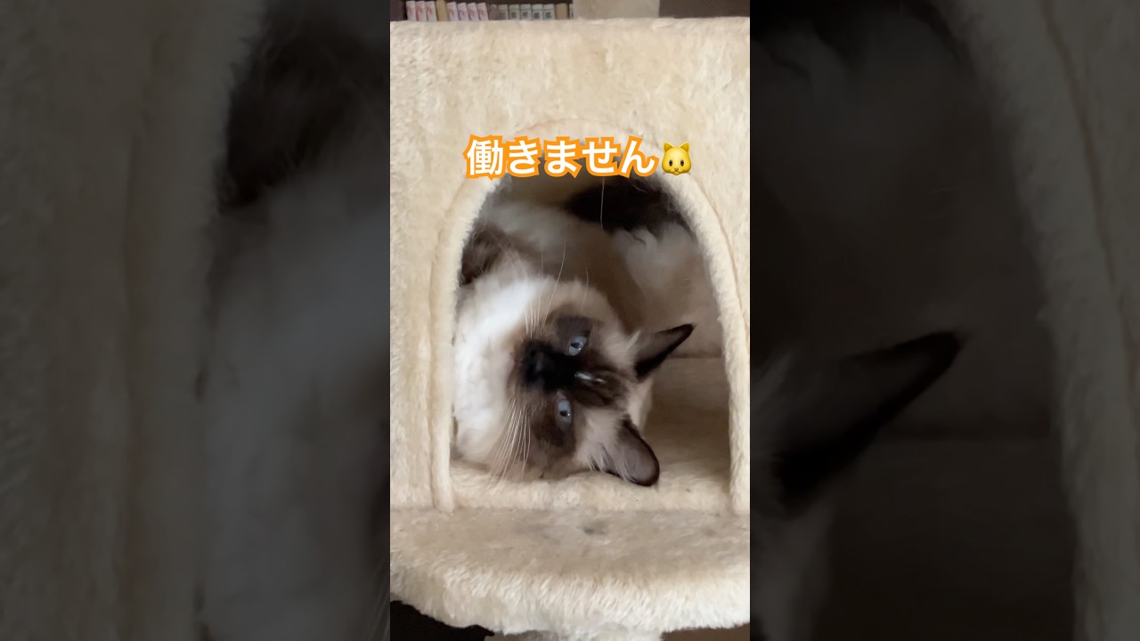 たぬきに似た猫の日常 #ragdolls #cats #shorts #ラグドール #猫のいる暮らし #ショート