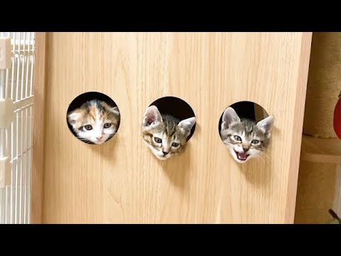 穴から顔を出して遊ぶ子猫がかわいい