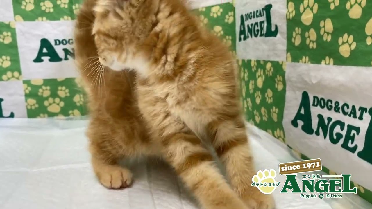 スコティッシュフォールド 2409169 【ペットショップエンゼル　子犬・子猫販売】