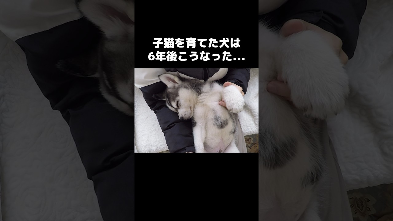 子猫を育てた犬は６年後こうなった...#shorts