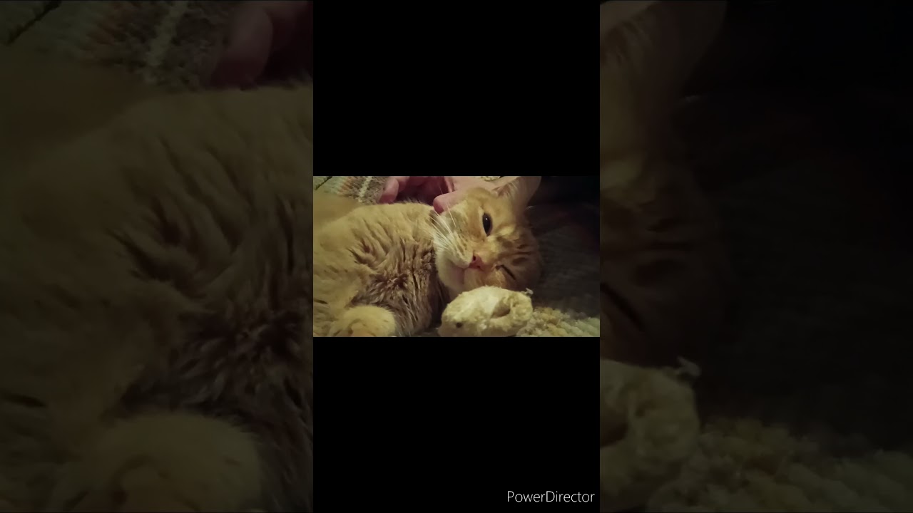 【クポくん】幸せそうなので…つい…