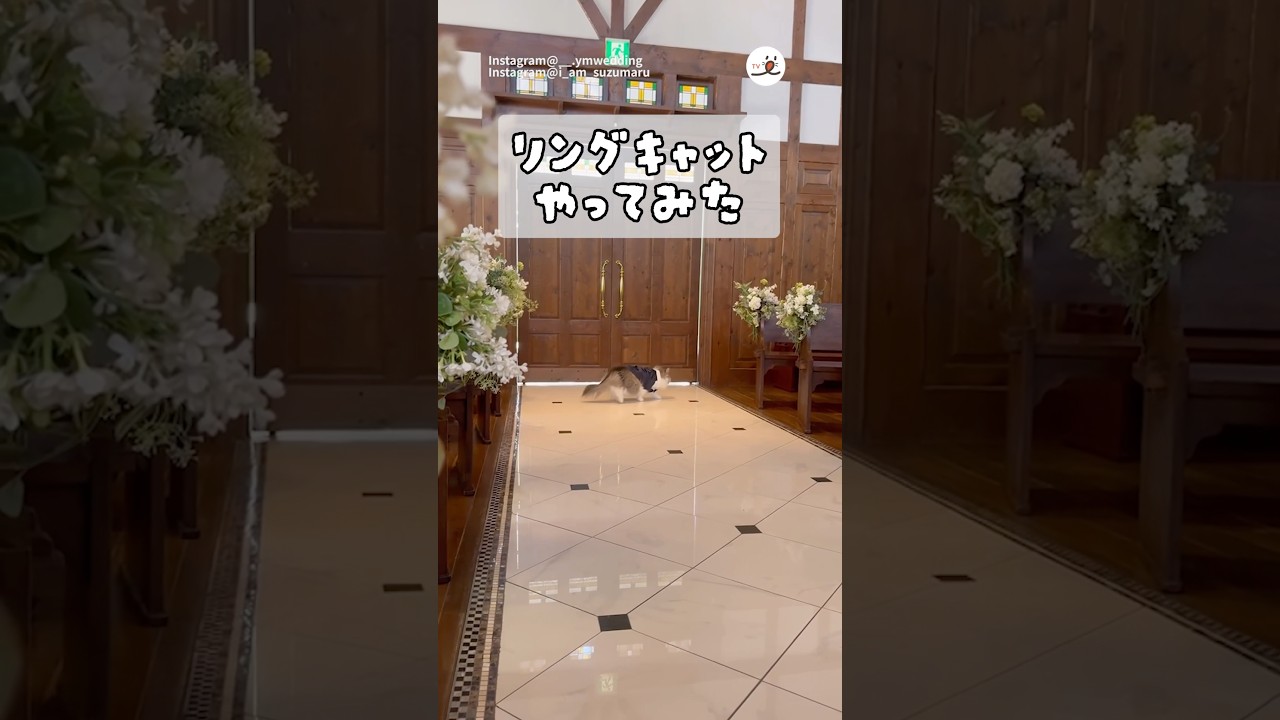 リングキャットしてみたら……💍｜PECO #ノルウェージャンフォレストキャット #猫 #リングキャット #愛猫家 #norwegianforestcat #cat #ringcat #catlover