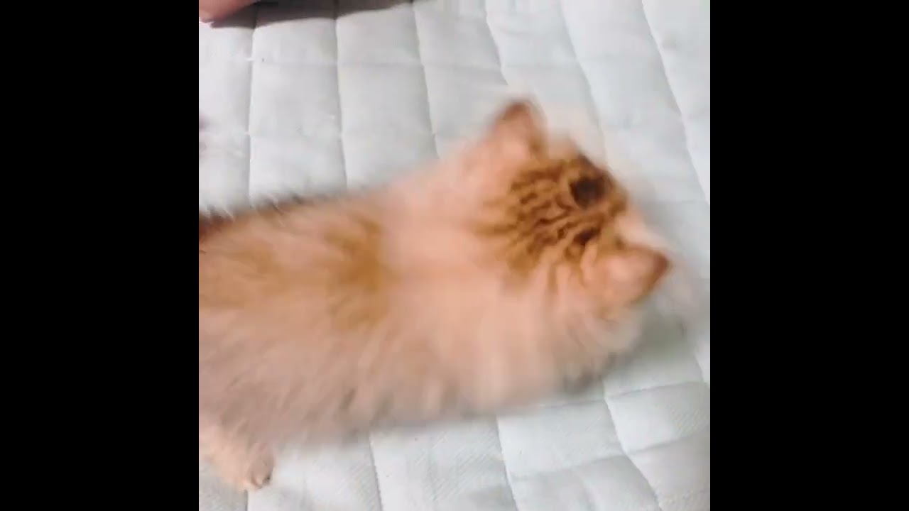 新しいおもちゃの遊び方に戸惑うチラチラペルシャのスプチ