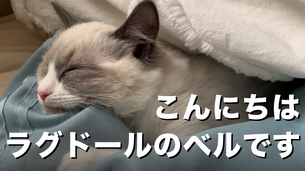 すやすやラグドール