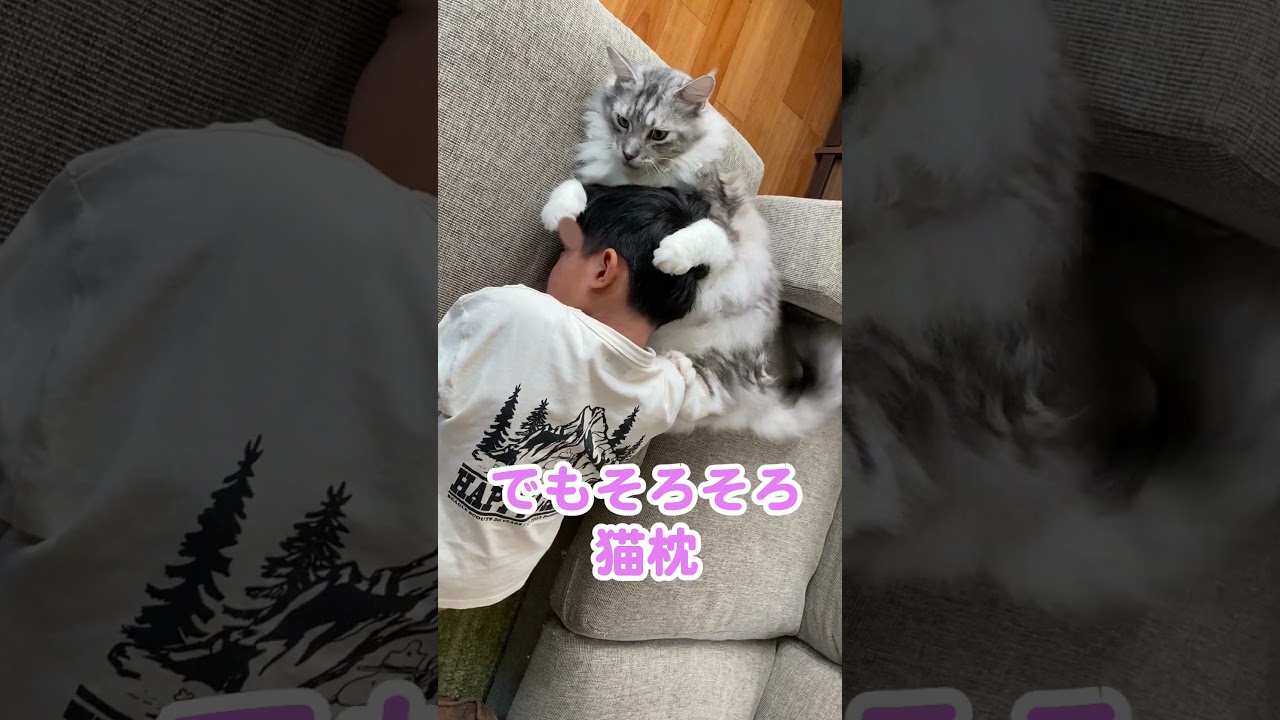 頭をガブリ！子供を優しく受け入れる大型猫だけど。。#メインクーン#shorts