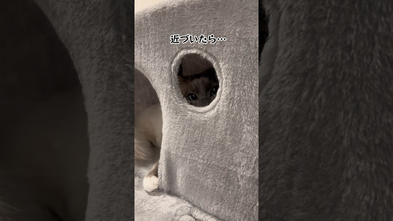 【驚かしてくる猫】#ラグドール #猫 #cat #고양이 #ragdollcat  #猫動画 #癒し #ねこ動画  #shorts  #おもしろ動画  #かわいい猫 #cats #cutecat