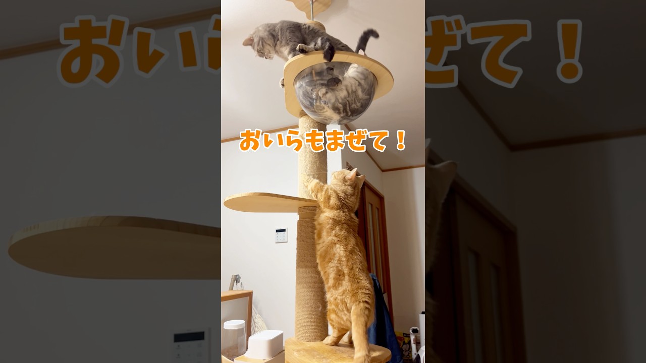 許されざる者 #猫 #shorts