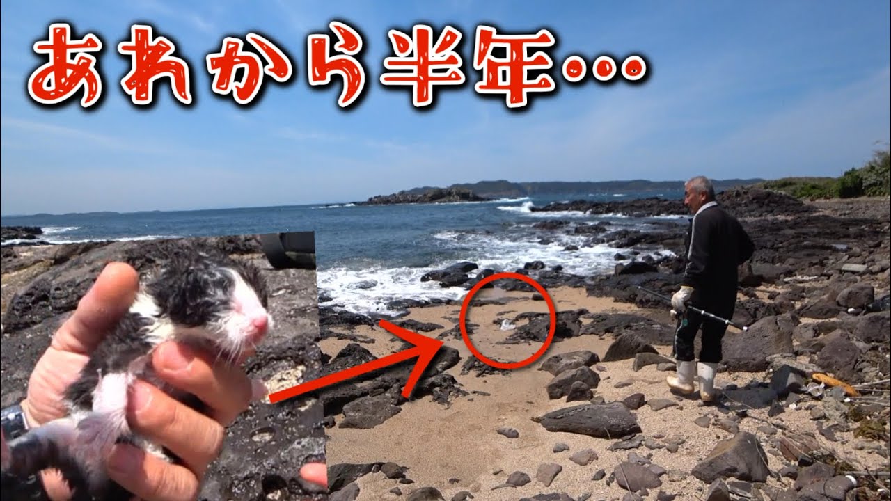 波打ち際で3匹の子猫を保護して半年が経ちました。
