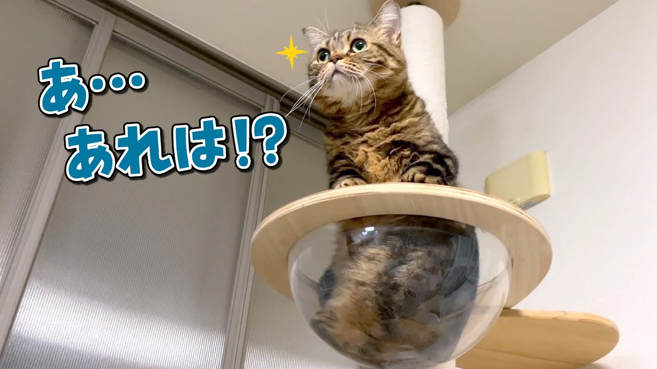 お土産を買ってきたパパを見て目の色を変える猫が可愛すぎた…！